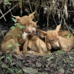 The Heartwarming Rescue of Three Abandoned Puppies