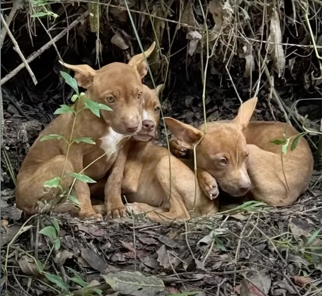 The Heartwarming Rescue of Three Abandoned Puppies
